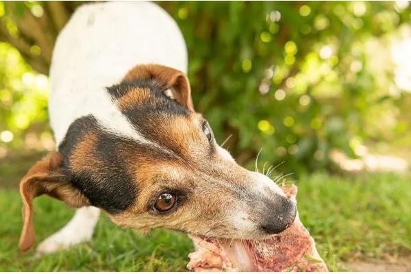 狗狗吃骨头划伤肠道如何处理,症状轻微可饲喂宠物益生菌