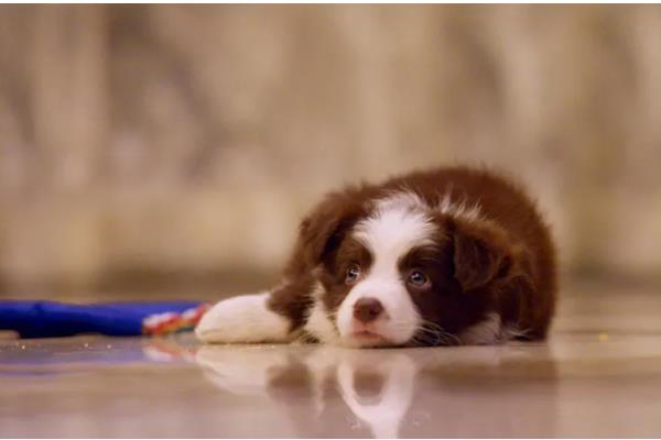 狗狗吃骨头划伤肠道如何处理,症状轻微可饲喂宠物益生菌