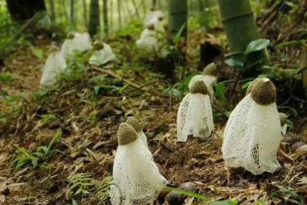 竹荪如何种植，可压块种植、直播床栽以及室内箱栽