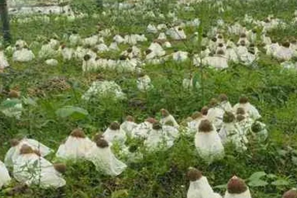 竹荪如何种植，可压块种植、直播床栽以及室内箱栽