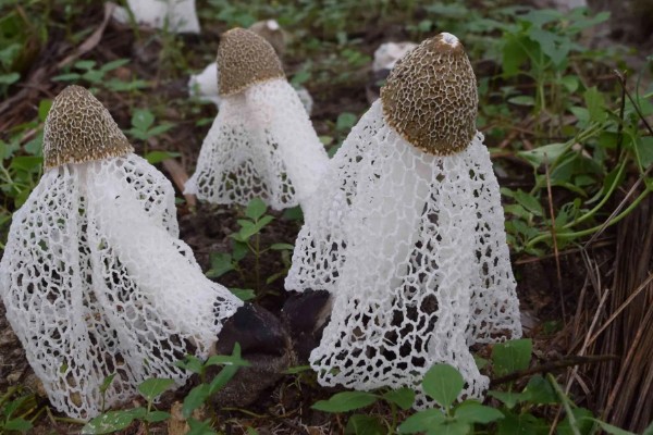 竹荪如何种植，可压块种植、直播床栽以及室内箱栽