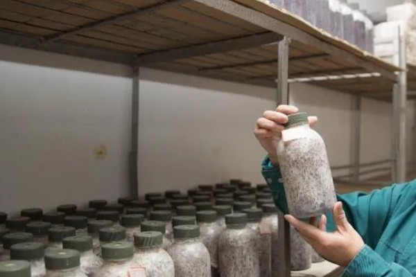 竹荪如何种植，可压块种植、直播床栽以及室内箱栽