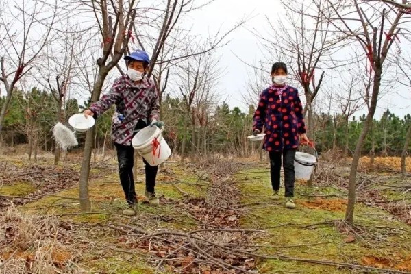 樱花树的种植方法，开花前后要剪除交叉枝、徒长枝等不良枝条
