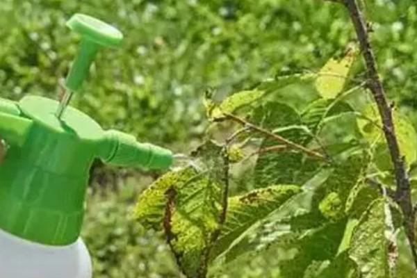 樱花树的种植方法，开花前后要剪除交叉枝、徒长枝等不良枝条