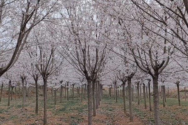 樱花树的种植方法，开花前后要剪除交叉枝、徒长枝等不良枝条