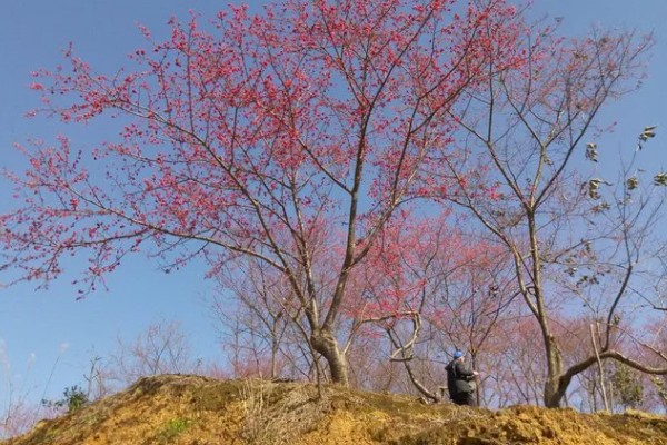樱花树的种植方法，开花前后要剪除交叉枝、徒长枝等不良枝条