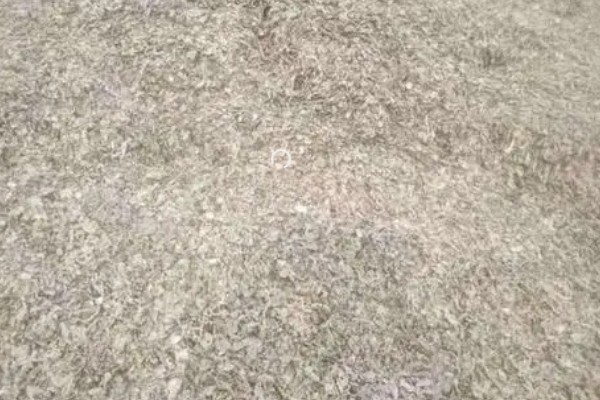 竹荪如何种植，可压块种植、直播床栽以及室内箱栽