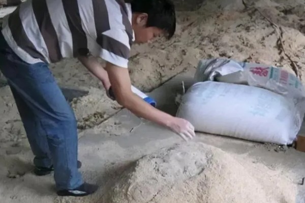 竹荪如何种植，可压块种植、直播床栽以及室内箱栽