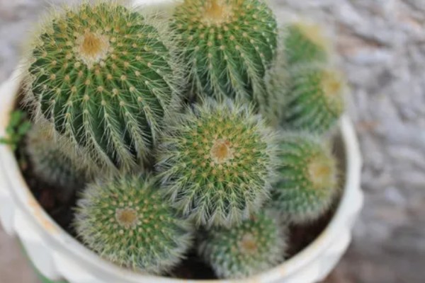 仙人球的花语,寓意外刚内柔、坚强刚毅等