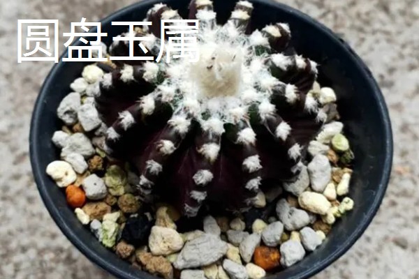 仙人球的花语,寓意外刚内柔、坚强刚毅等