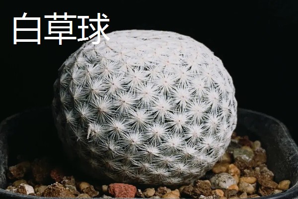 仙人球的花语,寓意外刚内柔、坚强刚毅等