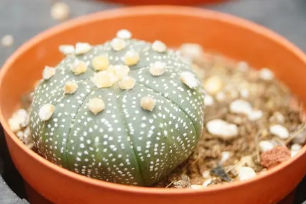 仙人球的花语,寓意外刚内柔、坚强刚毅等