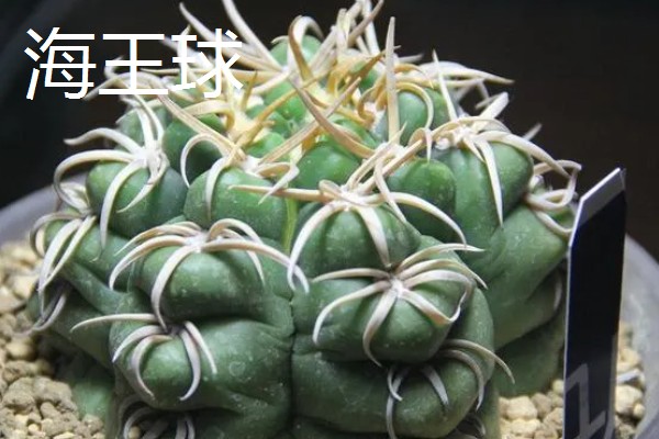 仙人球的花语,寓意外刚内柔、坚强刚毅等