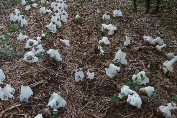 竹荪如何种植，可压块种植、直播床栽以及室内箱栽