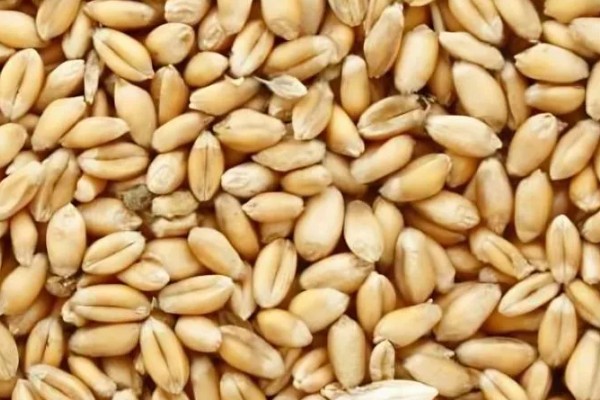 小麦种子怎么处理,播种前要晒种消毒