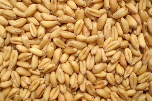 小麦种子怎么处理,播种前要晒种消毒