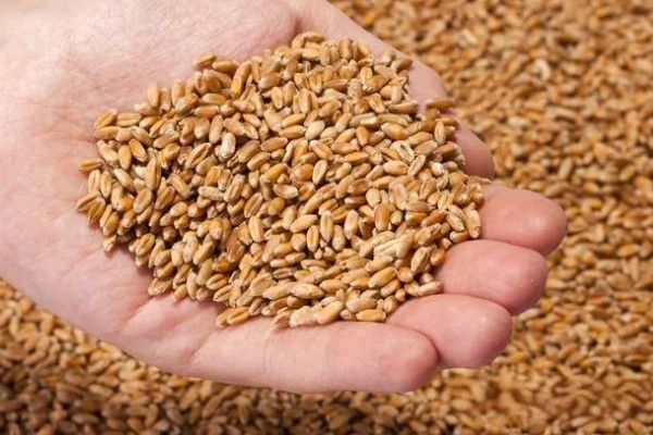 小麦种子怎么处理,播种前要晒种消毒