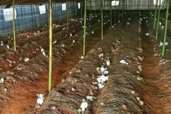 竹荪如何种植，可压块种植、直播床栽以及室内箱栽