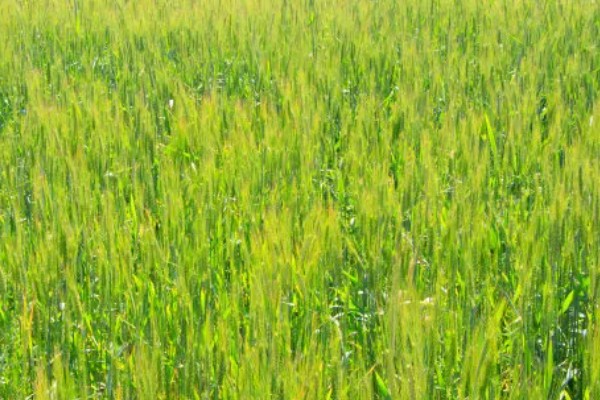 小麦种子怎么处理,播种前要晒种消毒