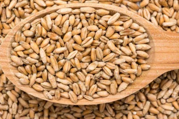 小麦种子怎么处理,播种前要晒种消毒