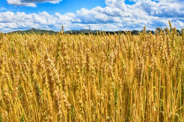 小麦种子怎么处理,播种前要晒种消毒