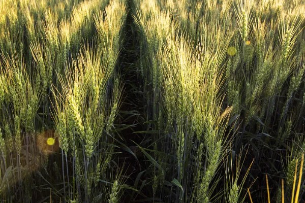小麦种子怎么处理,播种前要晒种消毒