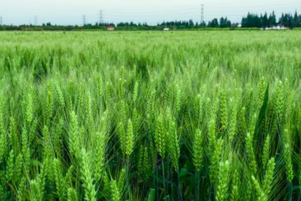小麦种子怎么处理,播种前要晒种消毒