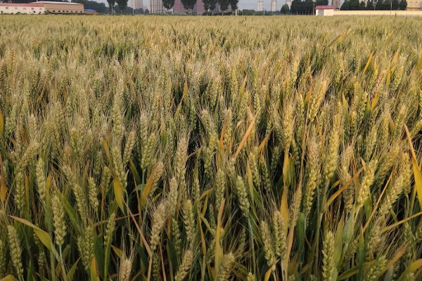 小麦种子怎么处理,播种前要晒种消毒