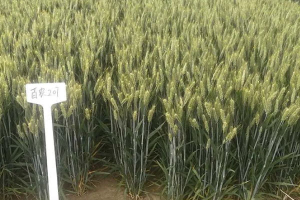 小麦种子怎么处理,播种前要晒种消毒