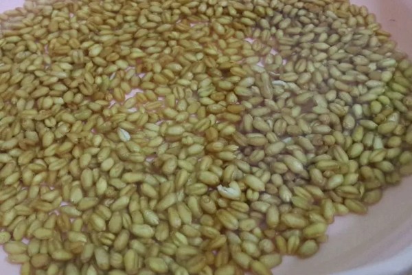 小麦种子怎么处理,播种前要晒种消毒