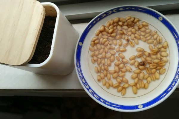 小麦种子怎么处理,播种前要晒种消毒