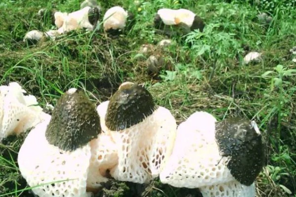 竹荪如何种植，可压块种植、直播床栽以及室内箱栽