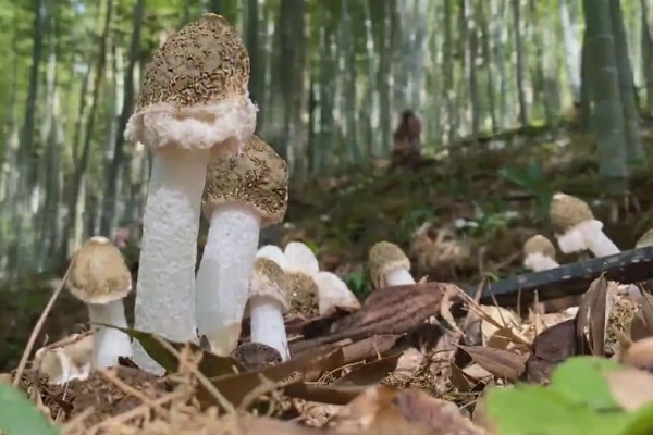 竹荪如何种植，可压块种植、直播床栽以及室内箱栽