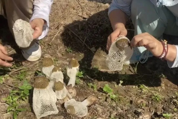 竹荪如何种植，可压块种植、直播床栽以及室内箱栽