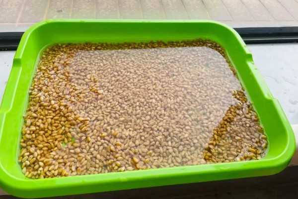 小麦种子怎么处理,播种前要晒种消毒