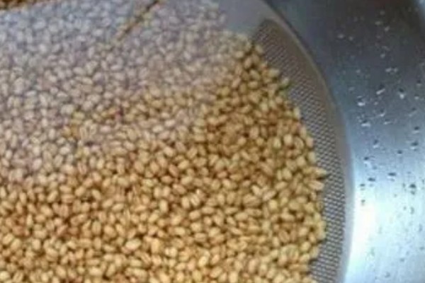 小麦种子怎么处理,播种前要晒种消毒