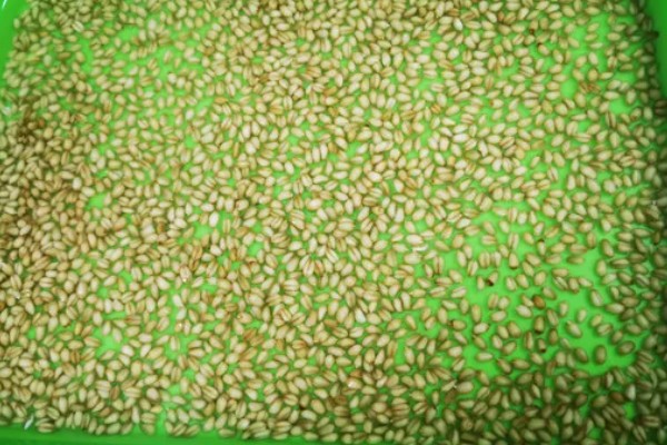 小麦种子怎么处理,播种前要晒种消毒