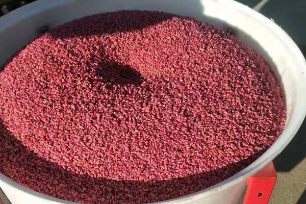 小麦种子怎么处理,播种前要晒种消毒