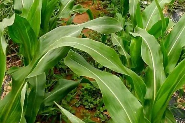 铁研919玉米种简介，株高311厘米左右