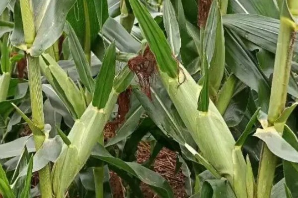 铁研919玉米种简介，株高311厘米左右