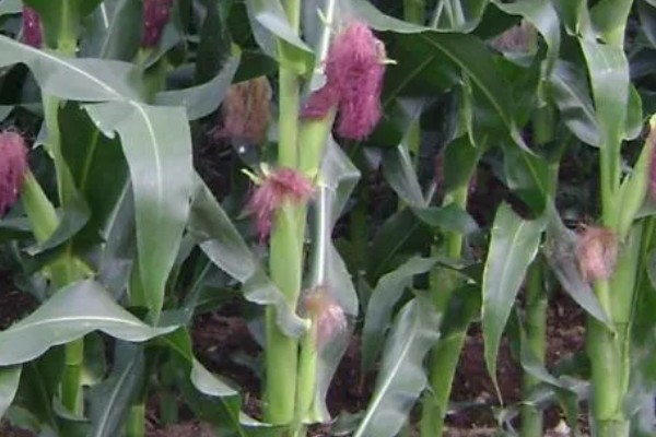 铁研919玉米种简介，株高311厘米左右