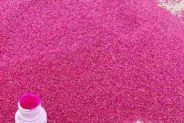 小麦种子怎么处理,播种前要晒种消毒