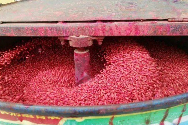 小麦种子怎么处理,播种前要晒种消毒