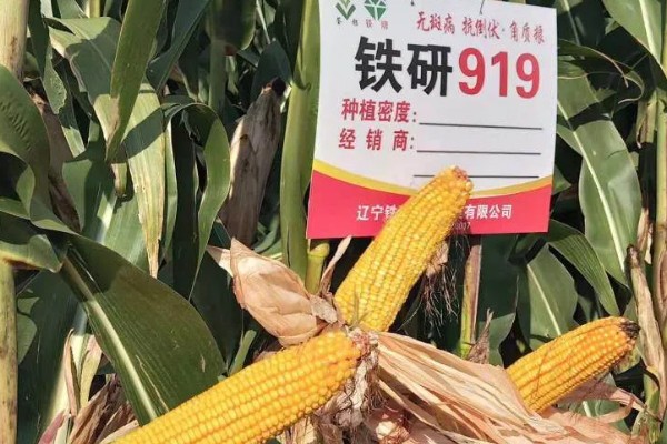 铁研919玉米种简介，株高311厘米左右
