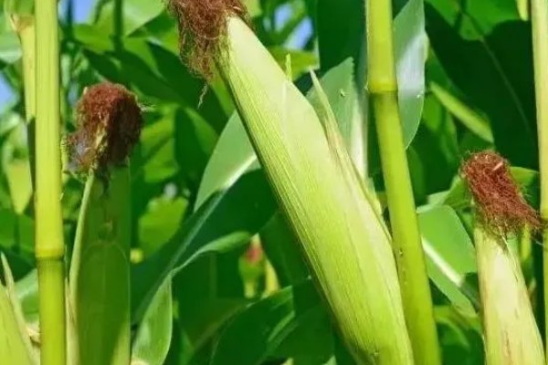 铁研919玉米种简介，株高311厘米左右
