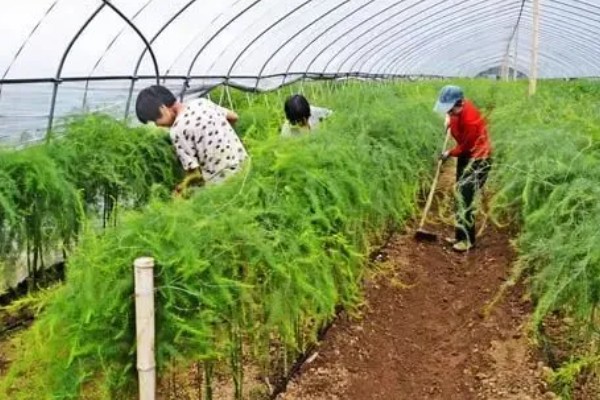 芦笋怎么管理，采笋期每隔7-10天灌一次水