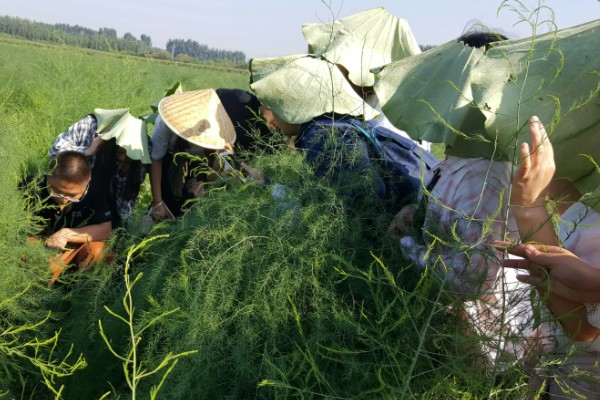 芦笋怎么管理，采笋期每隔7-10天灌一次水