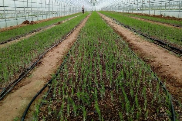 芦笋怎么管理，采笋期每隔7-10天灌一次水