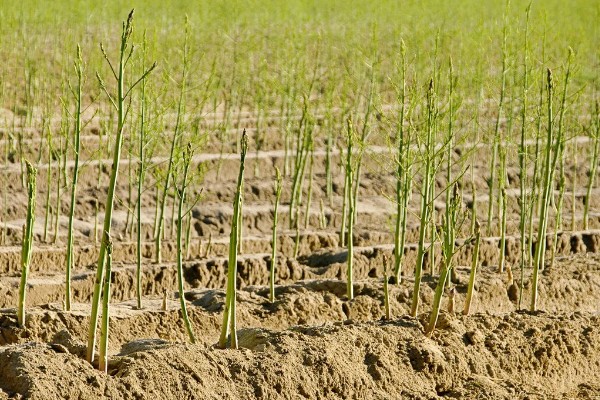 芦笋怎么管理，采笋期每隔7-10天灌一次水