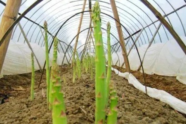 芦笋怎么管理，采笋期每隔7-10天灌一次水